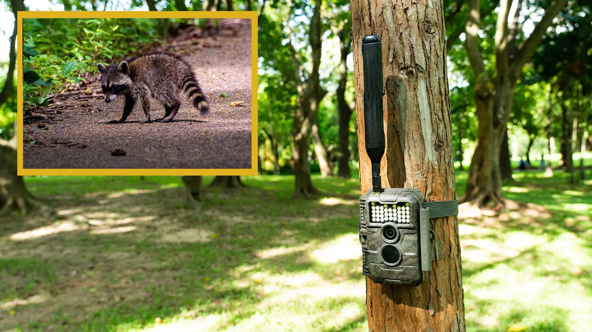 Exploring the Differences: GardePro Trail Camera with 940nm No Glow IR LEDs vs GardePro Trail Camera with White Flash