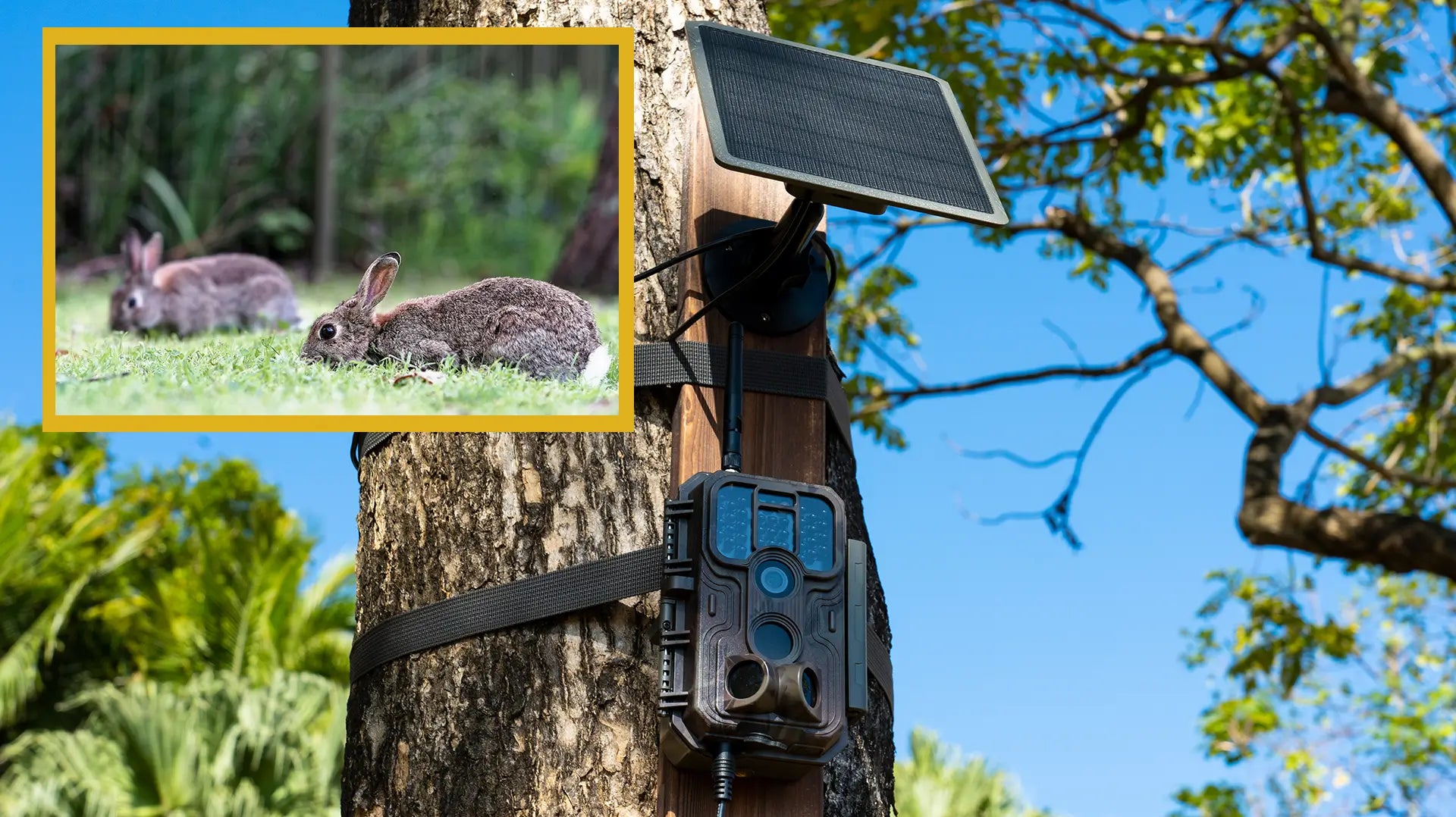 Witness the Spring 2024 Breeding Season of White-tailed Deer, Mule Deer, Elk, Wild Boar, and Wild Rabbit Through Cellular Trail Cameras