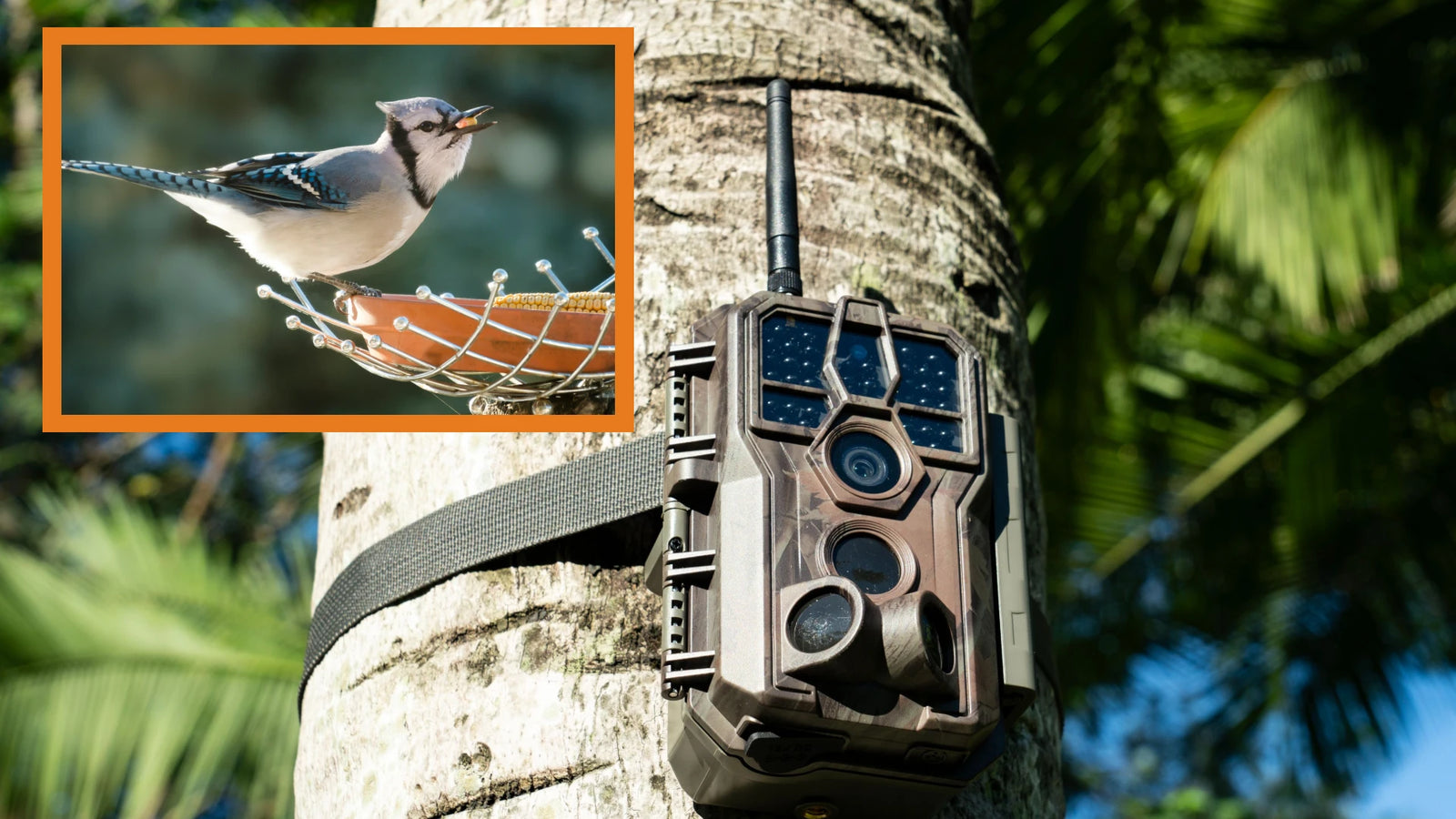 Capture Stunning Bird Photos and Videos with GardePro E8PCF and Feeder