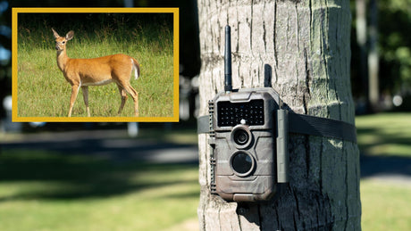 GardePro E6PMB WiFi Trail Camera: Field Testing and Review