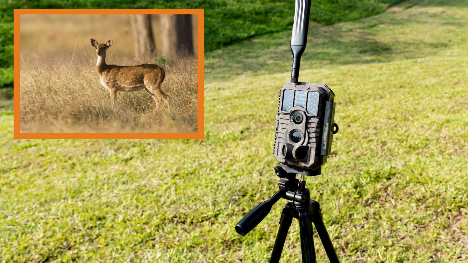 How to Use Trail Cameras Effectively in Summer（2024）