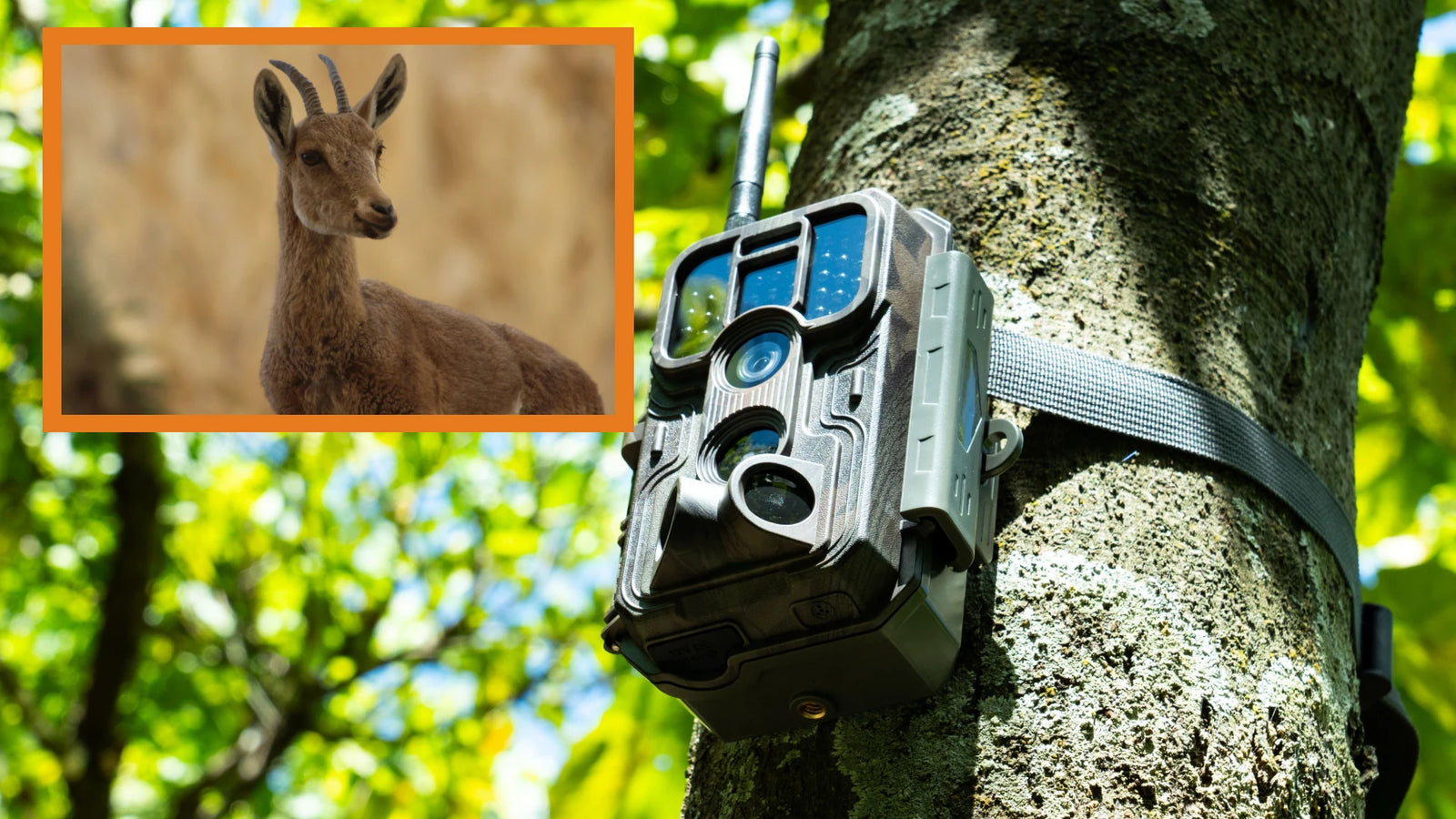 How to Use Trail Cameras Effectively in Summer（2024)