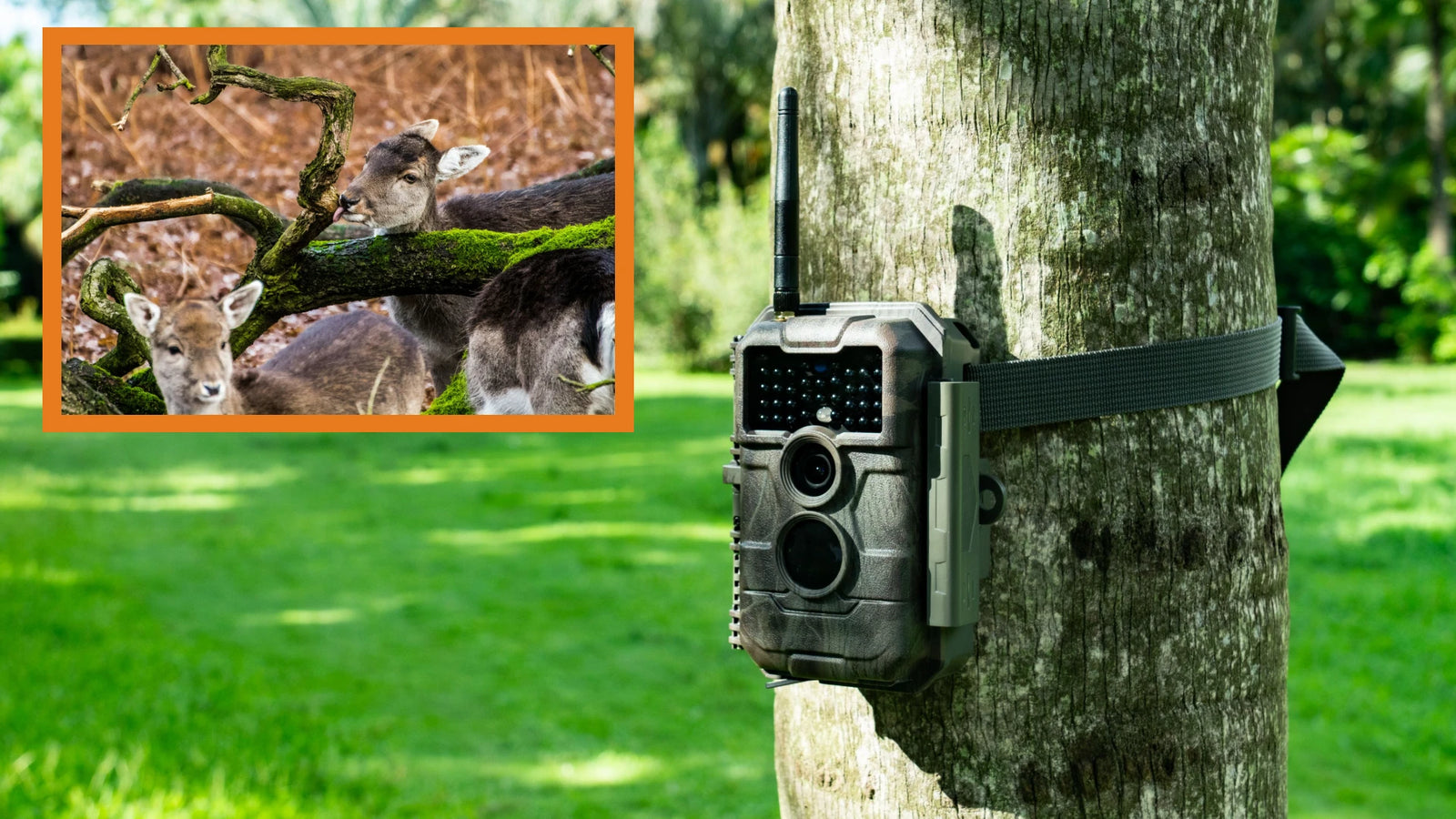 Maximizing Your Trail Camera: Essential Tips