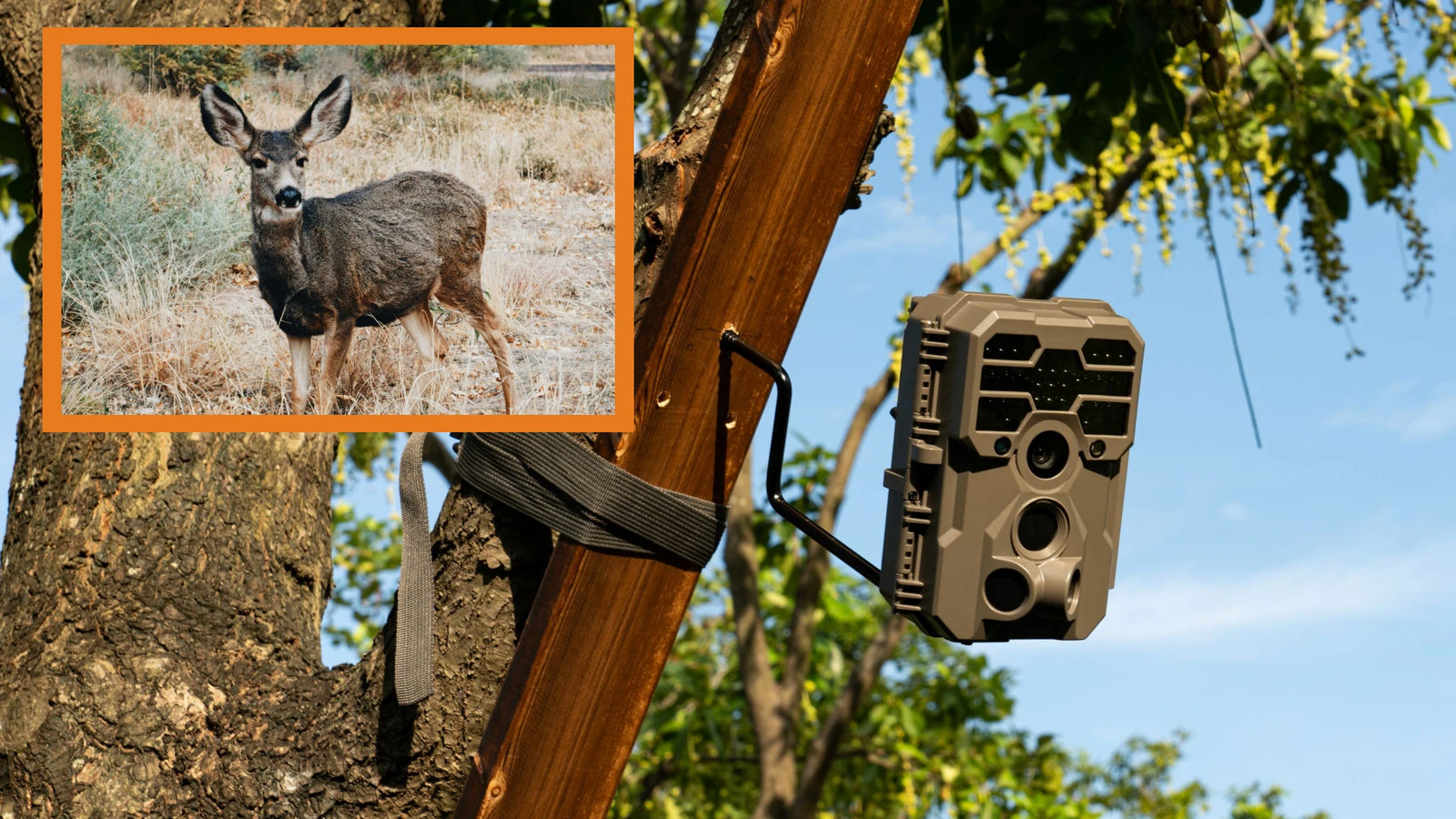 Topic: How to Choose and Install a Trail Camera Mount