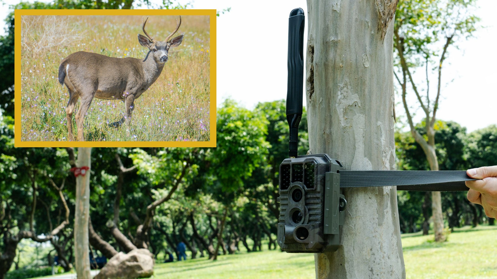 Using Log Bridges to Optimize Your Trail Camera Success