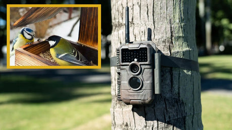 3 Best Trail Cameras for Bird Watching in 2024: Reviews and Recommendations