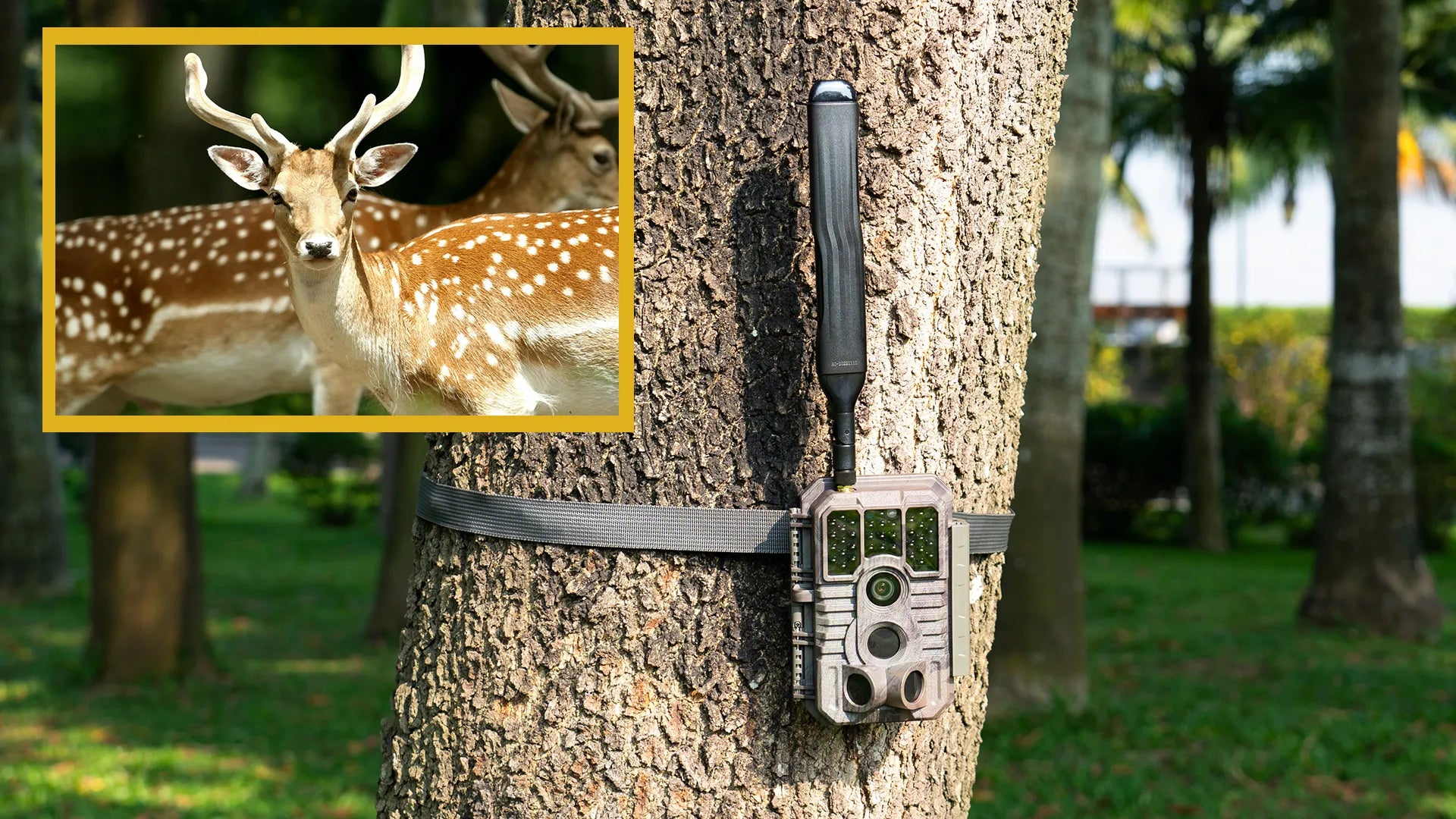How to hide your trail camera and capture more bucks