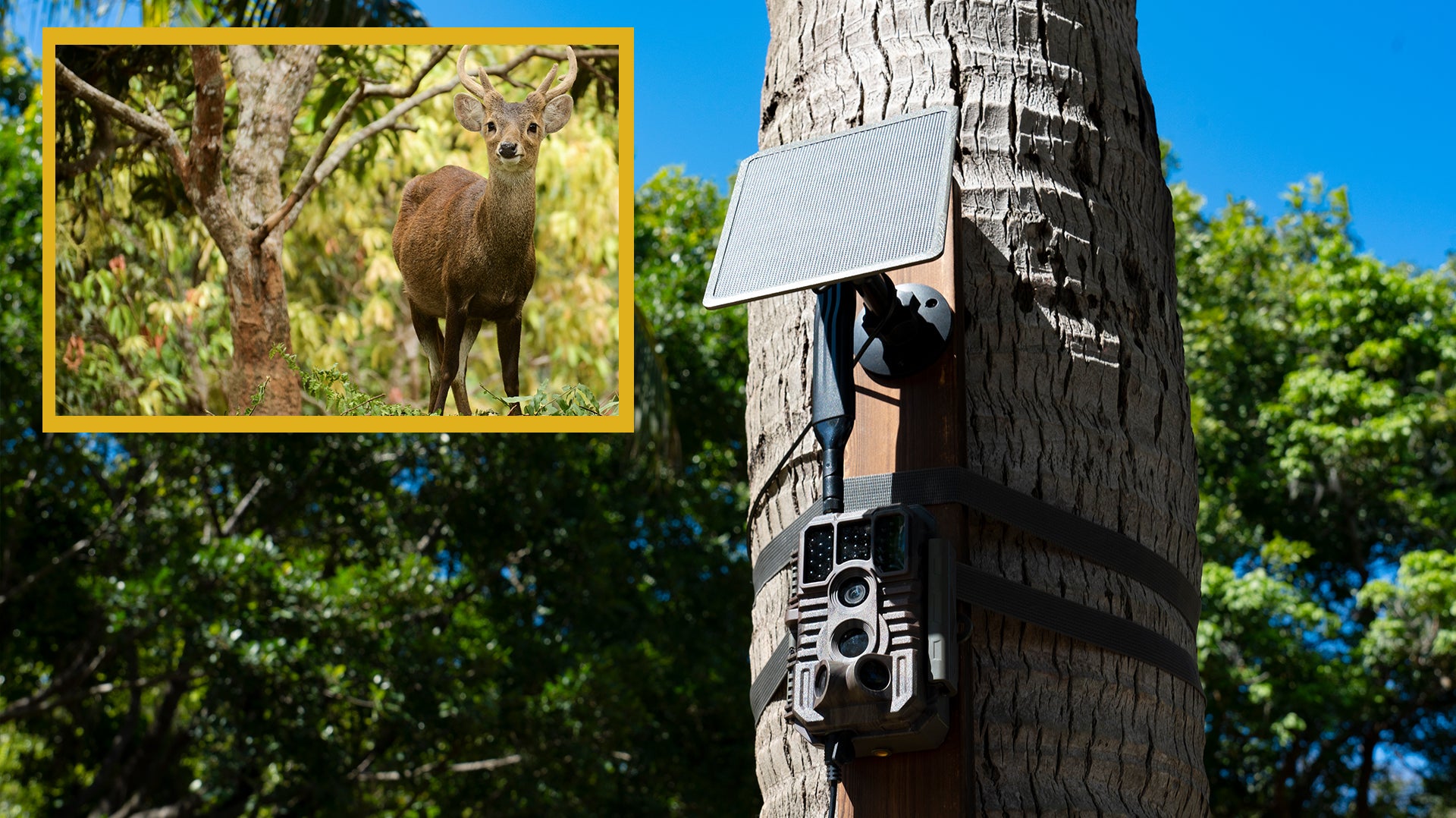 Maintenance and Care: Secrets to Keeping Your GardePro Cellular Trail Camera Running Efficiently for the Long Term