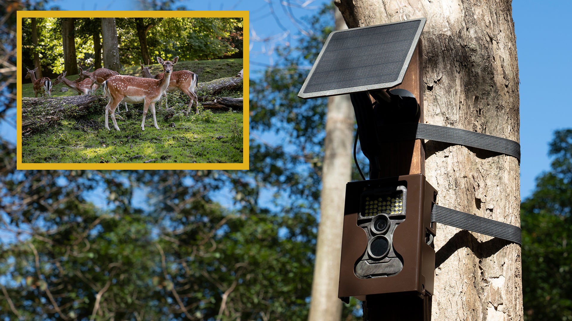 Wireless Monitoring: How GardePro Cellular Trail Camera Achieves Remote Data Transmission