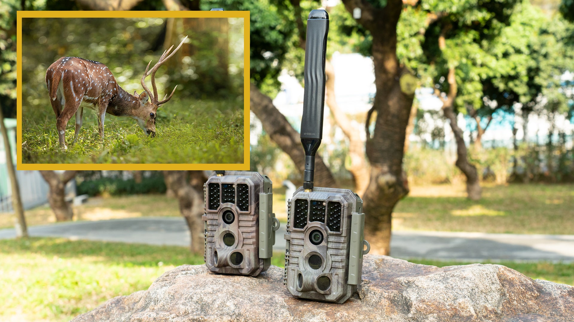 3 Strategies for Perfect Timing with Wildlife to Enhance the Effectiveness of Your Cellular Trail Camera