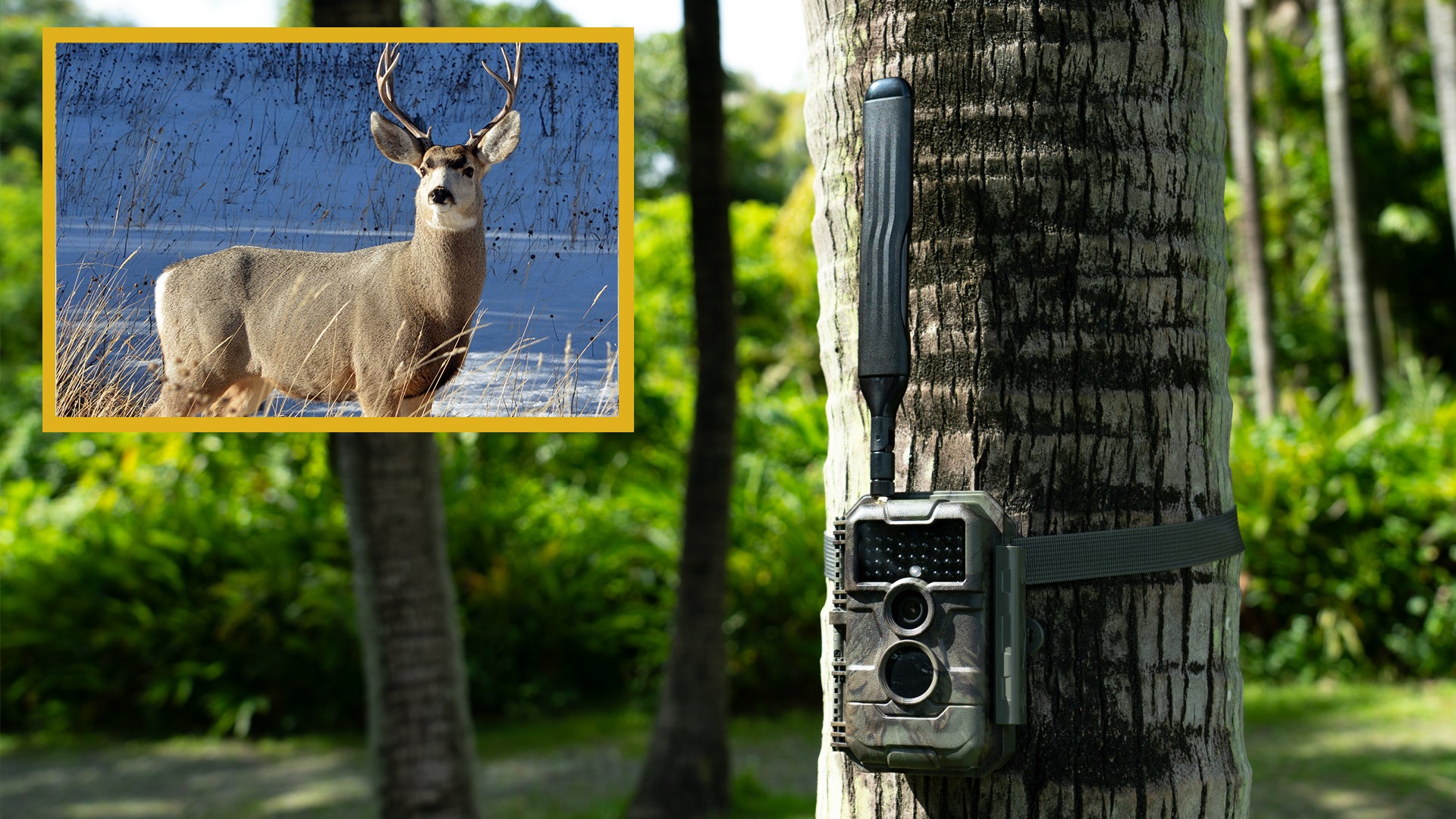 Mastering the Hunt: Unlocking the Potential of GardePro Cellular Trail Cameras in Hunting Season