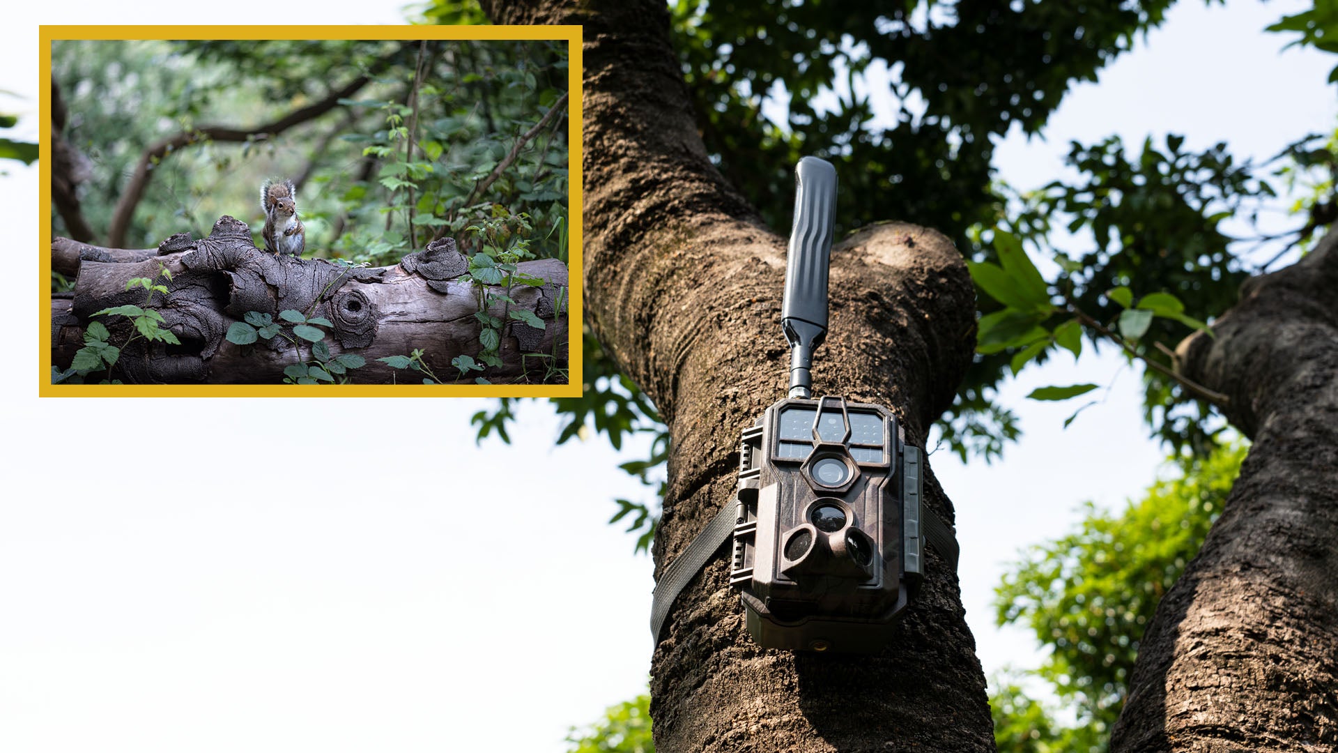 Choosing the Perfect Location for Your GardePro Trail Camera Installation