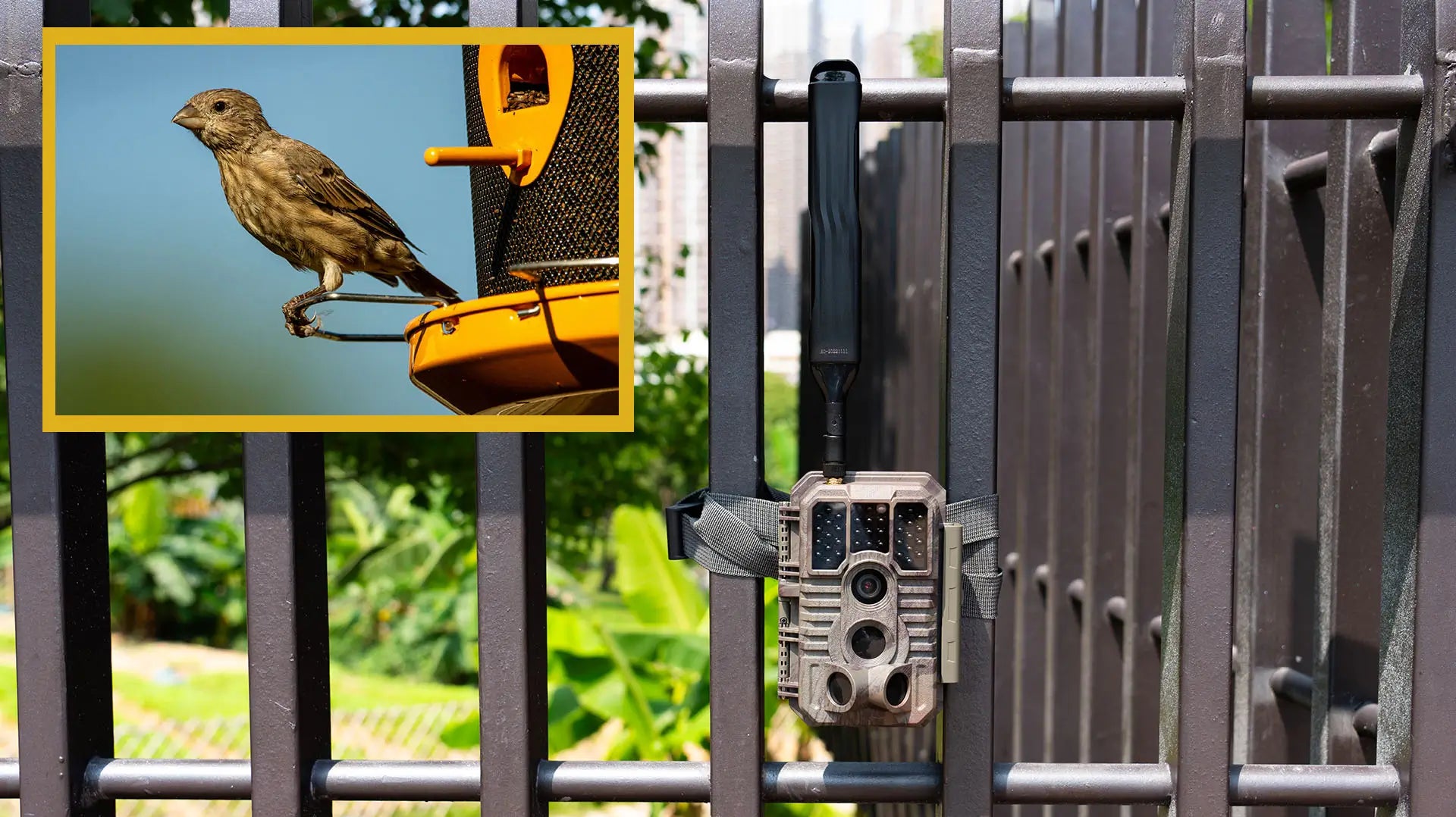 Backyard Birdwatching Joy: Explore the World of Birds in Your Own Backyard with GardePro Trail Camera