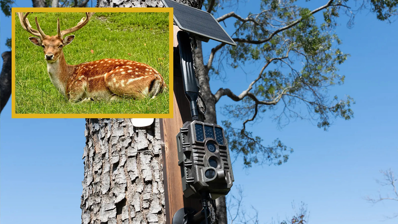 How to Choose the Best GardePro 4G LTE Trail Camera for Your Needs