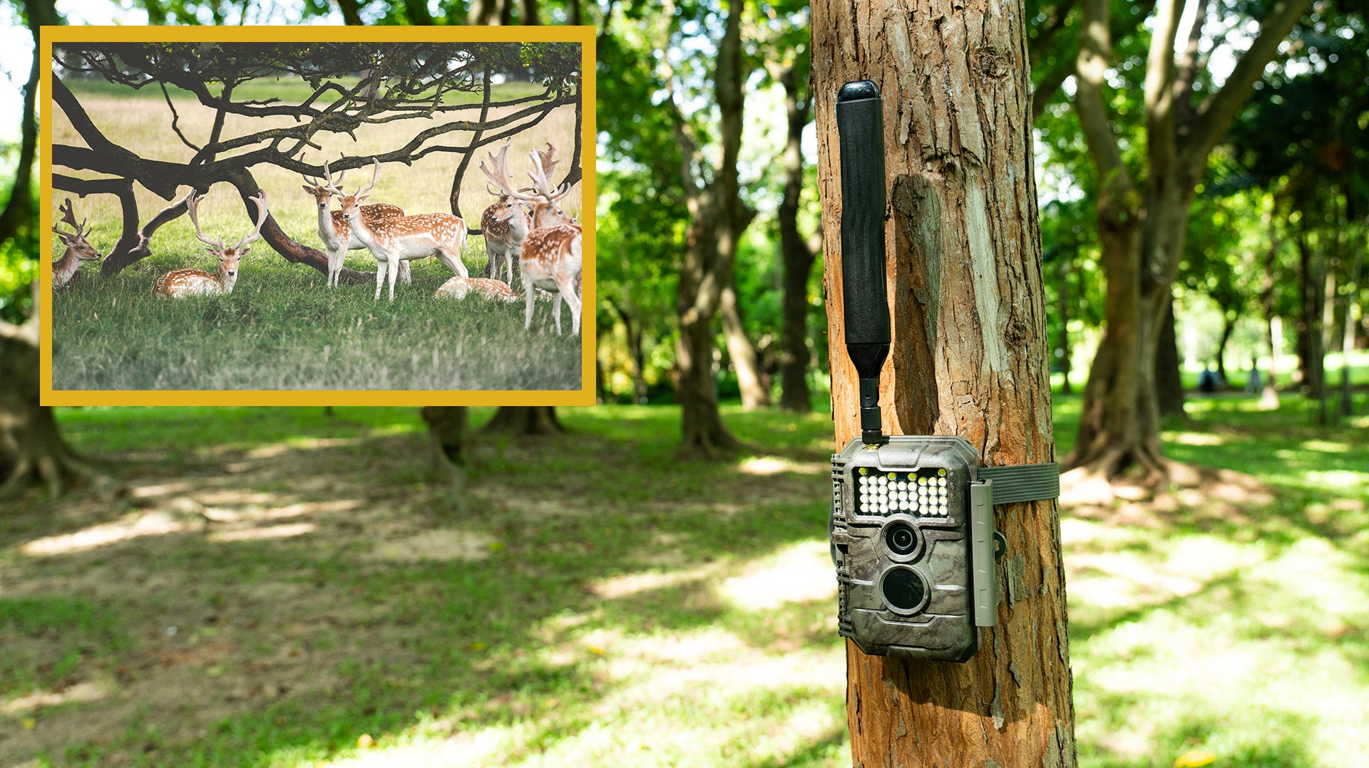 Trail Cameras With White Flash